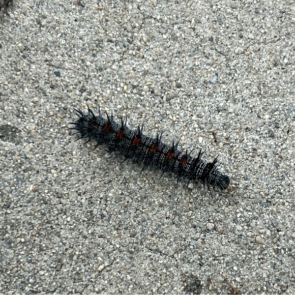 Meet your Posher, Leila - Picture 1 of 1